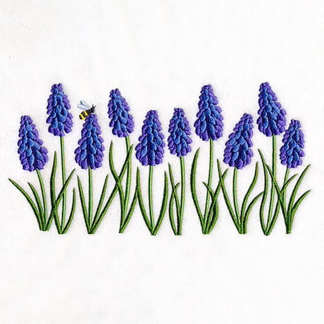 Heavenly Grape Hyacinth Border