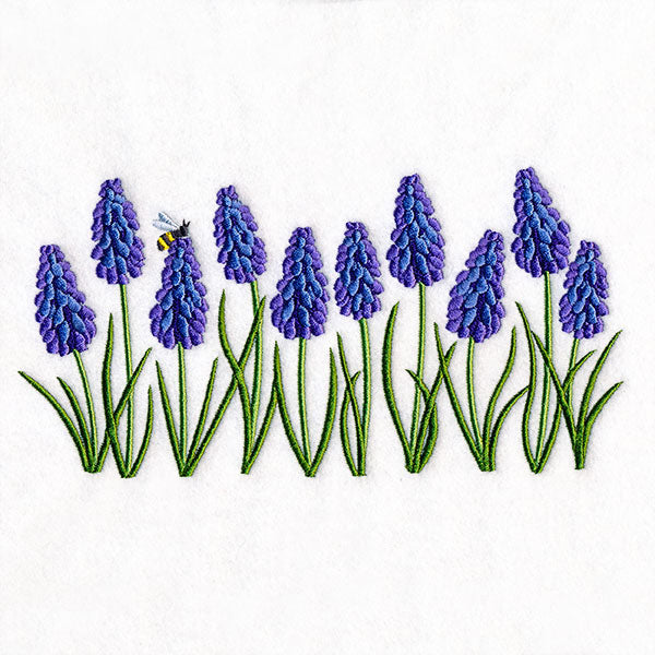 Heavenly Grape Hyacinth Border