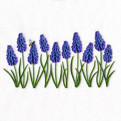 Heavenly Grape Hyacinth Border