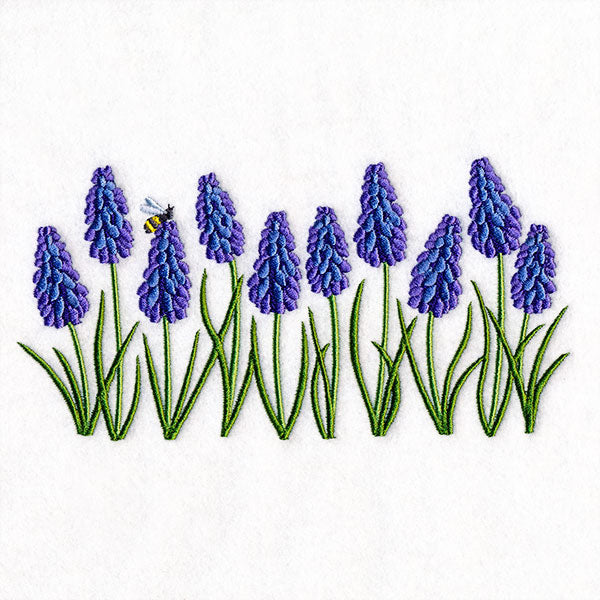Heavenly Grape Hyacinth Border