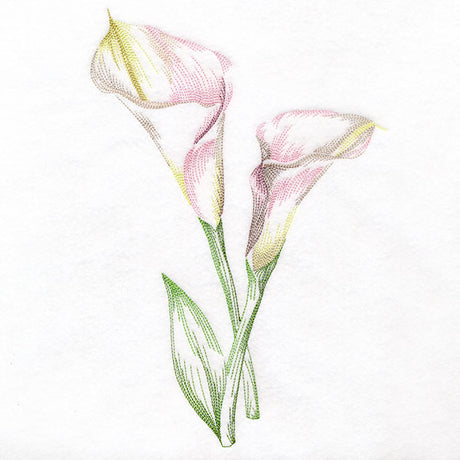 Contours of Beauty Calla Lily