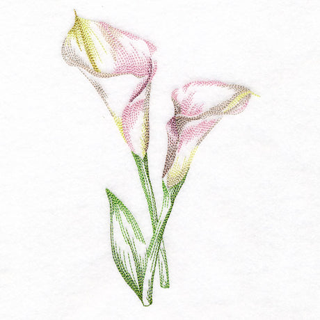 Contours of Beauty Calla Lily