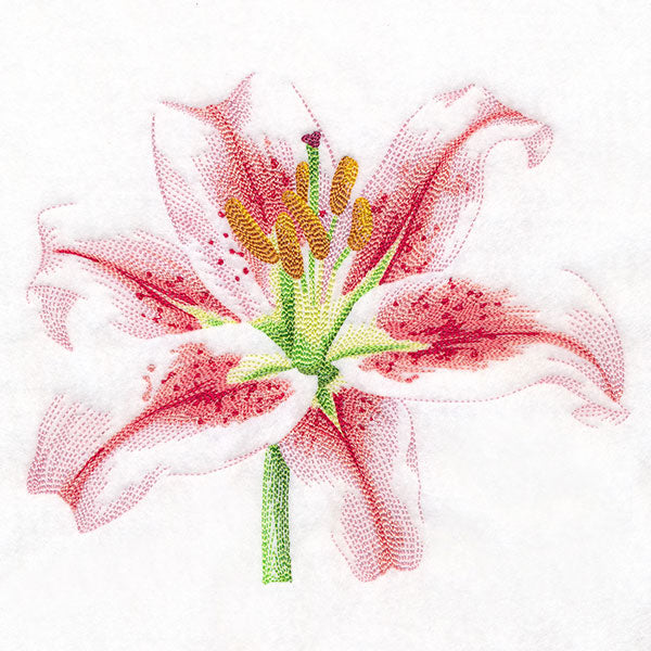 Contours of Beauty Lily