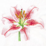 Contours of Beauty Lily