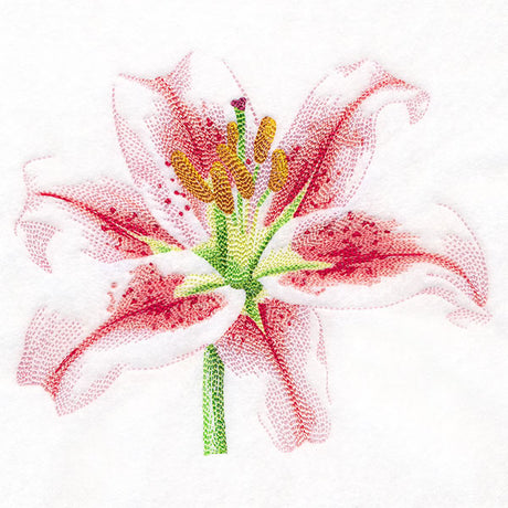 Contours of Beauty Lily