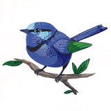 Wild & Blue Splendid Fairywren
