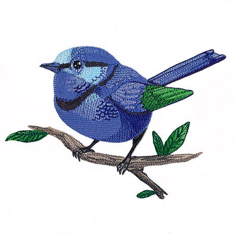 Wild & Blue Splendid Fairywren