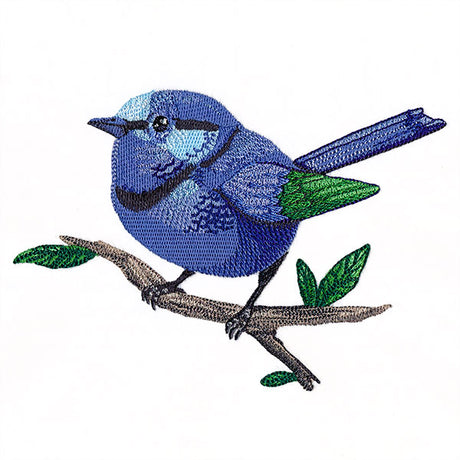 Wild & Blue Splendid Fairywren