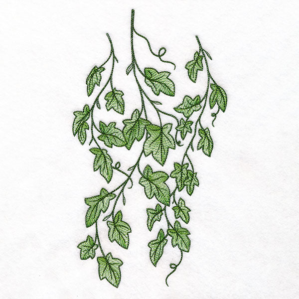 Draping English Ivy Border