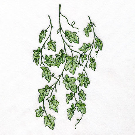 Draping English Ivy Border
