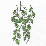 Draping English Ivy Border