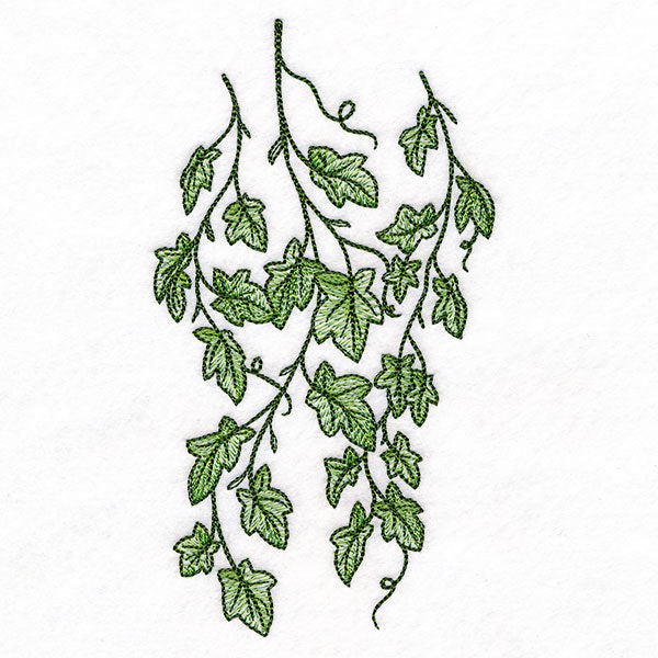 Draping English Ivy Border