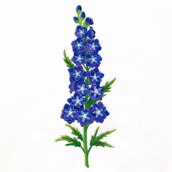 Delight and  Belladonna Delphinium Tall Border