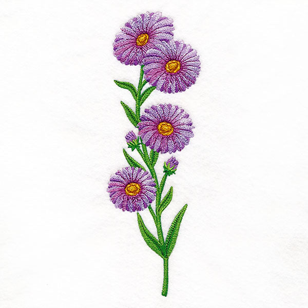 Delight and Asters Tall Border