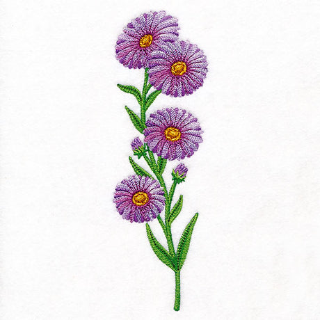 Delight and Asters Tall Border