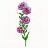 Delight and Asters Tall Border