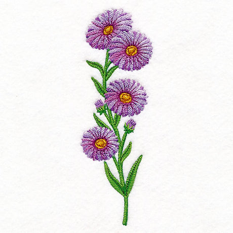 Delight and Asters Tall Border