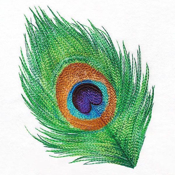 In the Eye of the Beholder Peacock Feather