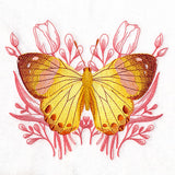 Harlequin Metalmark Butterfly and Tulips