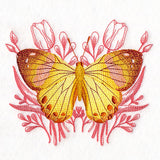 Harlequin Metalmark Butterfly and Tulips