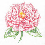 Contours of Beauty Peony