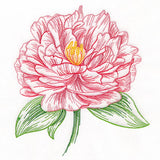 Contours of Beauty Peony