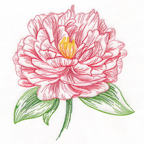 Contours of Beauty Peony