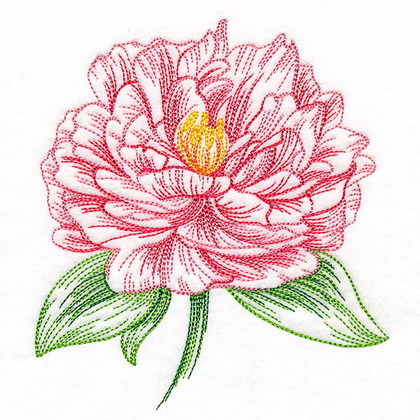 Contours of Beauty Peony