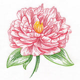 Contours of Beauty Peony