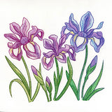 Flourish and Grow Iris Border