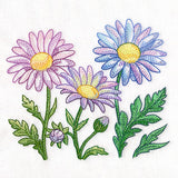 Flourish and Grow Daisies Border