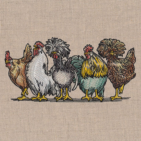 Just My Cluck Chickens Border