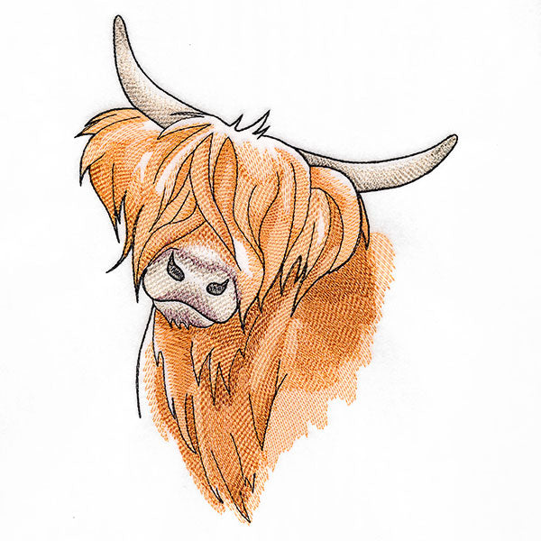 Quizzical and Cute Highland Cow