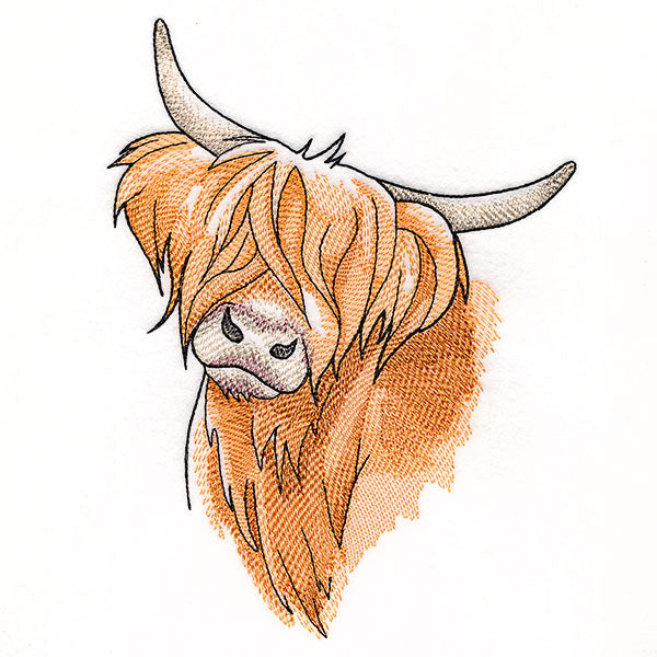 Quizzical and Cute Highland Cow