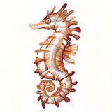 Contours of Beauty Seahorse