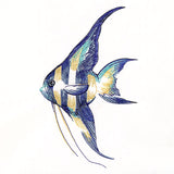 Contours of Beauty Angel Fish