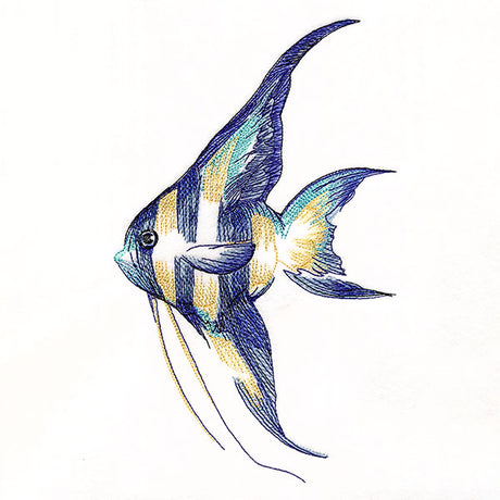 Contours of Beauty Angel Fish