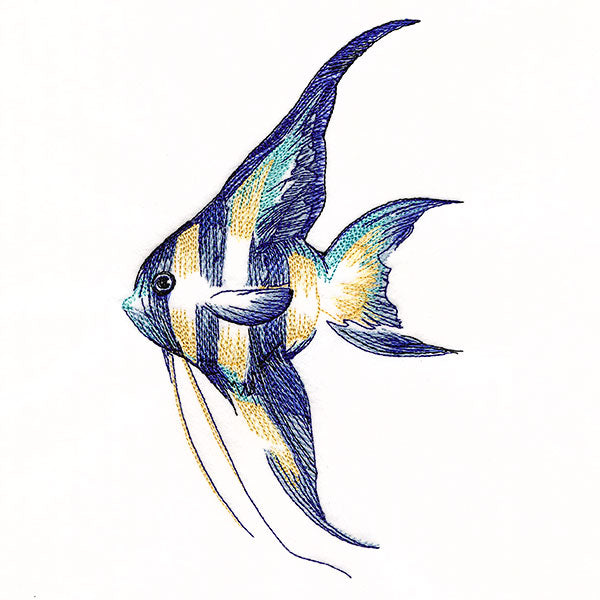 Contours of Beauty Angel Fish