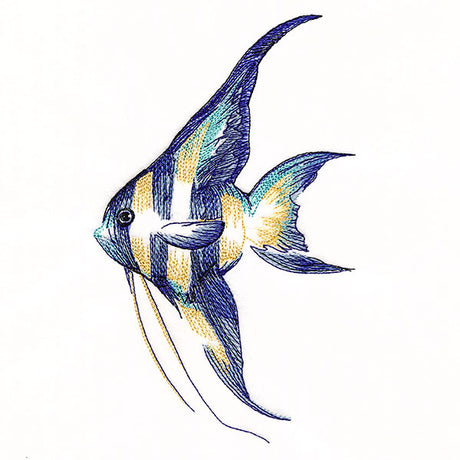 Contours of Beauty Angel Fish