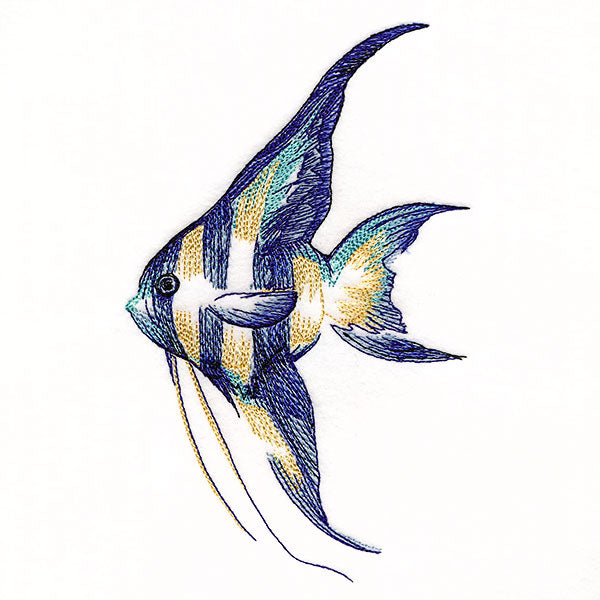 Contours of Beauty Angel Fish
