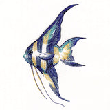Contours of Beauty Angel Fish