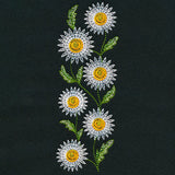 Wild Charms Tall Daisy Border