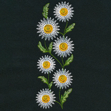 Wild Charms Tall Daisy Border