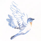 Contours of Beauty Bluebird