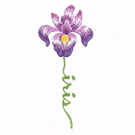 Flourishing Calligraphy - Iris