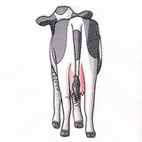 Bottoms Up Buddies - Cow