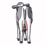 Bottoms Up Buddies - Cow