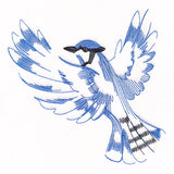 Contours of Beauty Blue Jay
