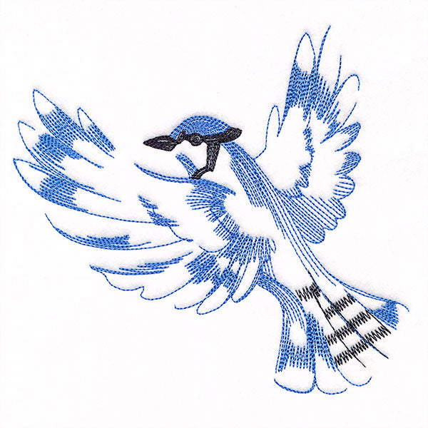 Contours of Beauty Blue Jay