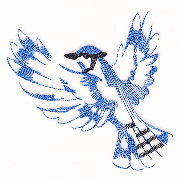 Contours of Beauty Blue Jay
